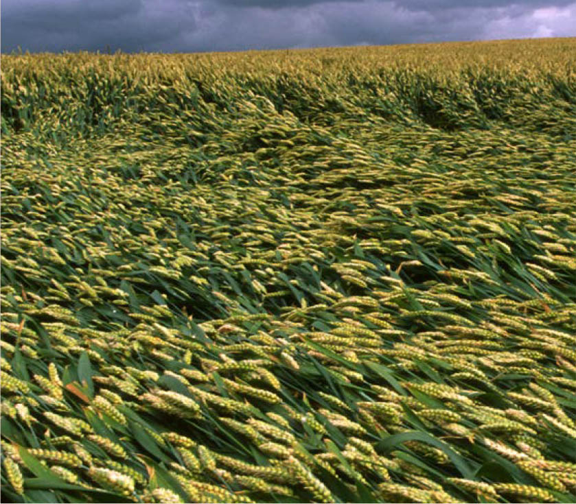 ©FAO/Olivier Thuillier
